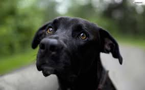 Black Dog image